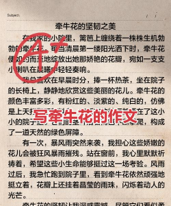 小众送妈妈的花有哪些花