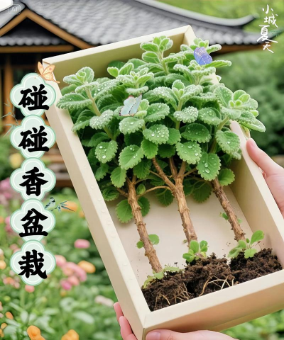 小众送妈妈的花有哪些花