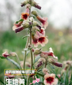 小众送妈妈的花有哪些花