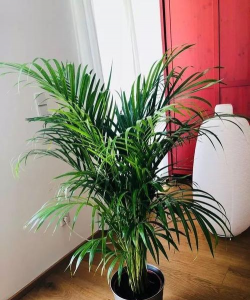 小众送妈妈的花有哪些花