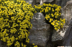 悬崖菊的养殖方法和注意事项