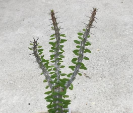 小众送妈妈的花有哪些花