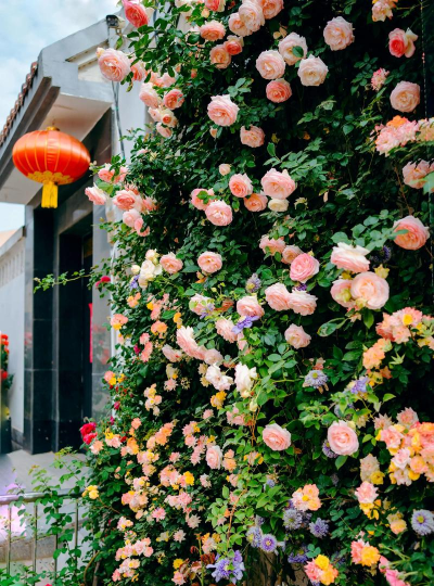 小众送妈妈的花有哪些花