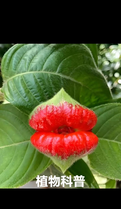 小众送妈妈的花有哪些花