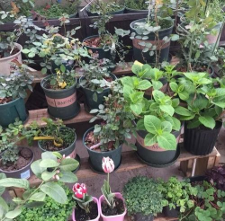 小众送妈妈的花有哪些花