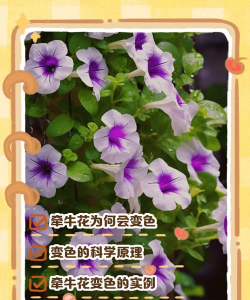 小众送妈妈的花有哪些花