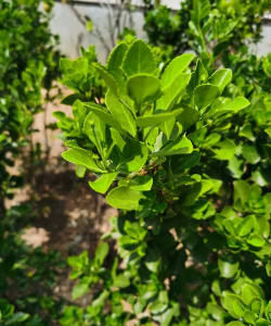 火焰卫矛的养殖方法和注意事项