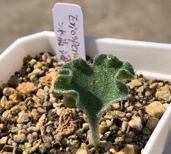 小众送妈妈的花有哪些花