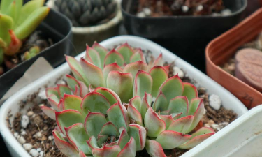 小众送妈妈的花有哪些花