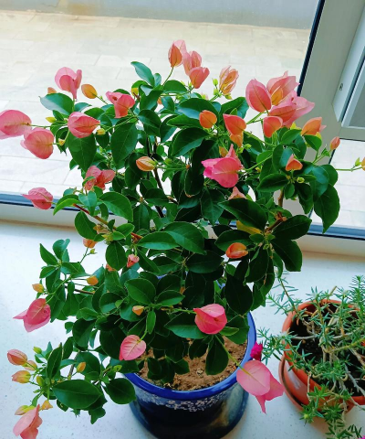 小众送妈妈的花有哪些花