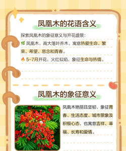 凤凰木花语