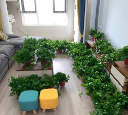 小众送妈妈的花有哪些花