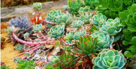 小众送妈妈的花有哪些花