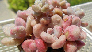 小众送妈妈的花有哪些花