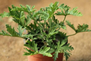 小众送妈妈的花有哪些花