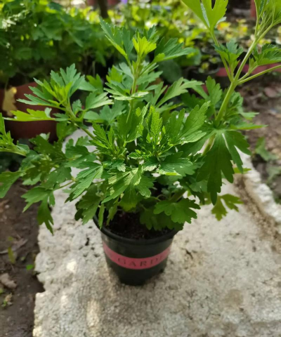 小众送妈妈的花有哪些花