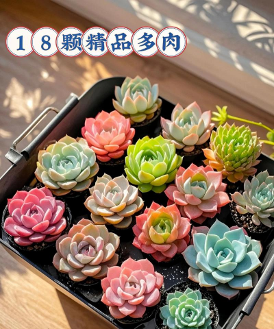 小众送妈妈的花有哪些花