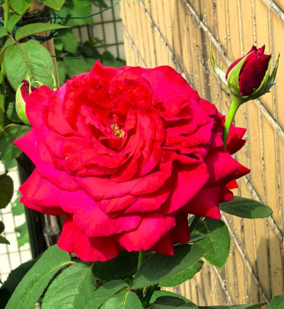 这20种月季，开花如包菜，味道赛香水，简直要中毒了！