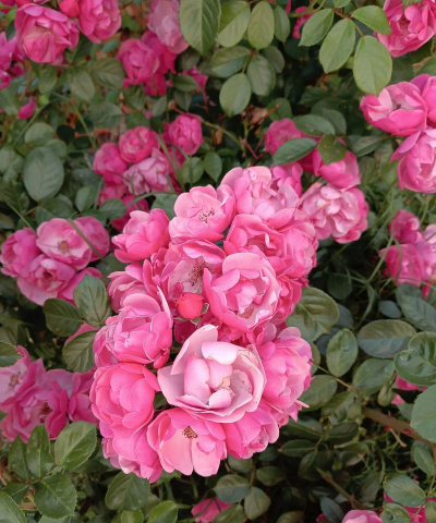 小众送妈妈的花有哪些花