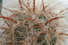 小众送妈妈的花有哪些花