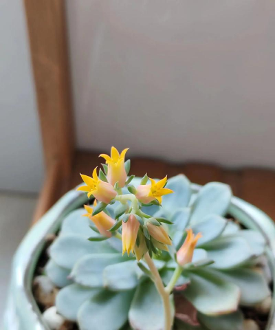 小众送妈妈的花有哪些花