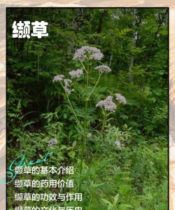 缬草的养殖方法和注意事项