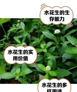 小众送妈妈的花有哪些花