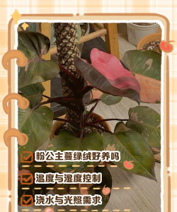 小众送妈妈的花有哪些花