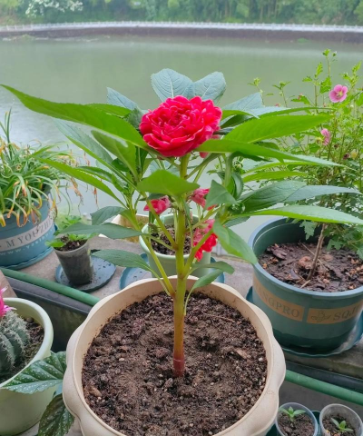 小众送妈妈的花有哪些花