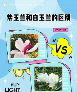 白玉兰和紫玉兰的区别
