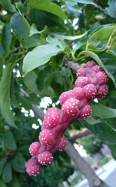 小众送妈妈的花有哪些花