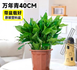 小众送妈妈的花有哪些花