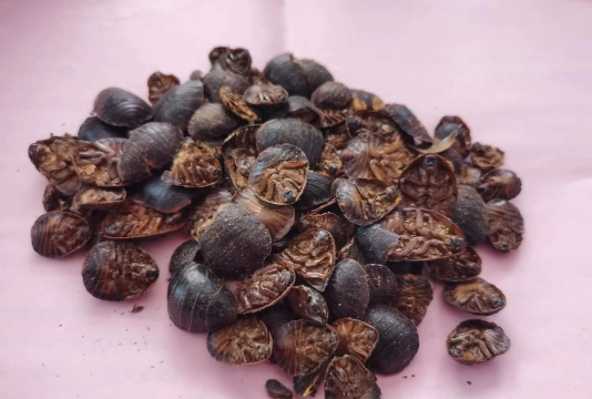 小众送妈妈的花有哪些花