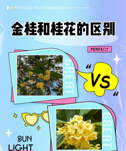 金桂和八月桂的区别