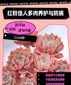 红粉佳人的养殖方法和注意事项