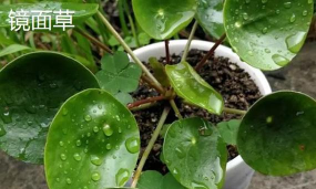 小众送妈妈的花有哪些花