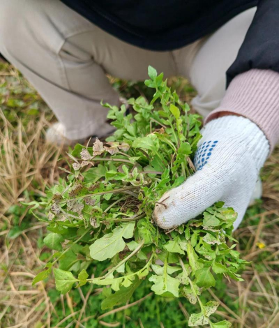 小众送妈妈的花有哪些花
