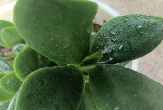 小众送妈妈的花有哪些花