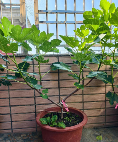 小众送妈妈的花有哪些花