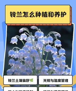 小众送妈妈的花有哪些花