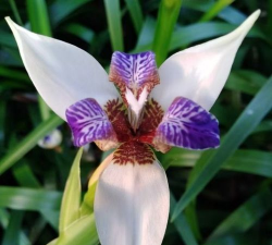 小众送妈妈的花有哪些花