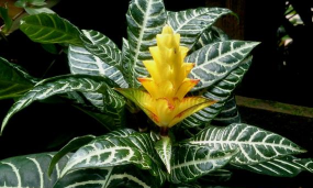 小众送妈妈的花有哪些花