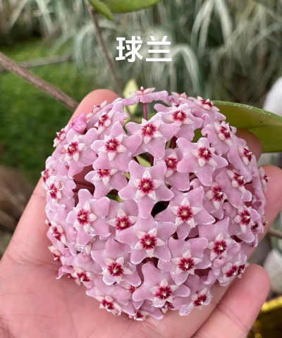 护耳草什么时候开花