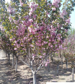 小众送妈妈的花有哪些花