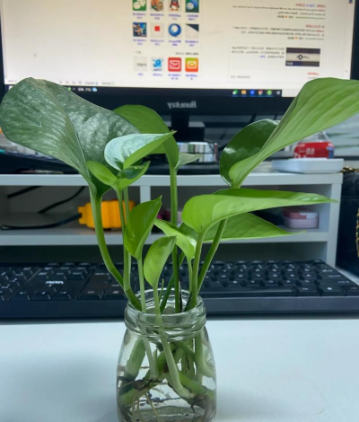 小众送妈妈的花有哪些花