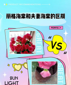 夫妻海棠和丽格海棠的区别