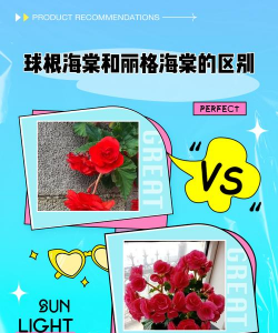 球根海棠和丽格海棠的区别