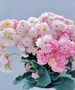 小众送妈妈的花有哪些花