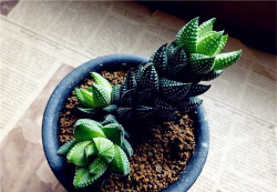 小众送妈妈的花有哪些花