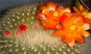 小众送妈妈的花有哪些花